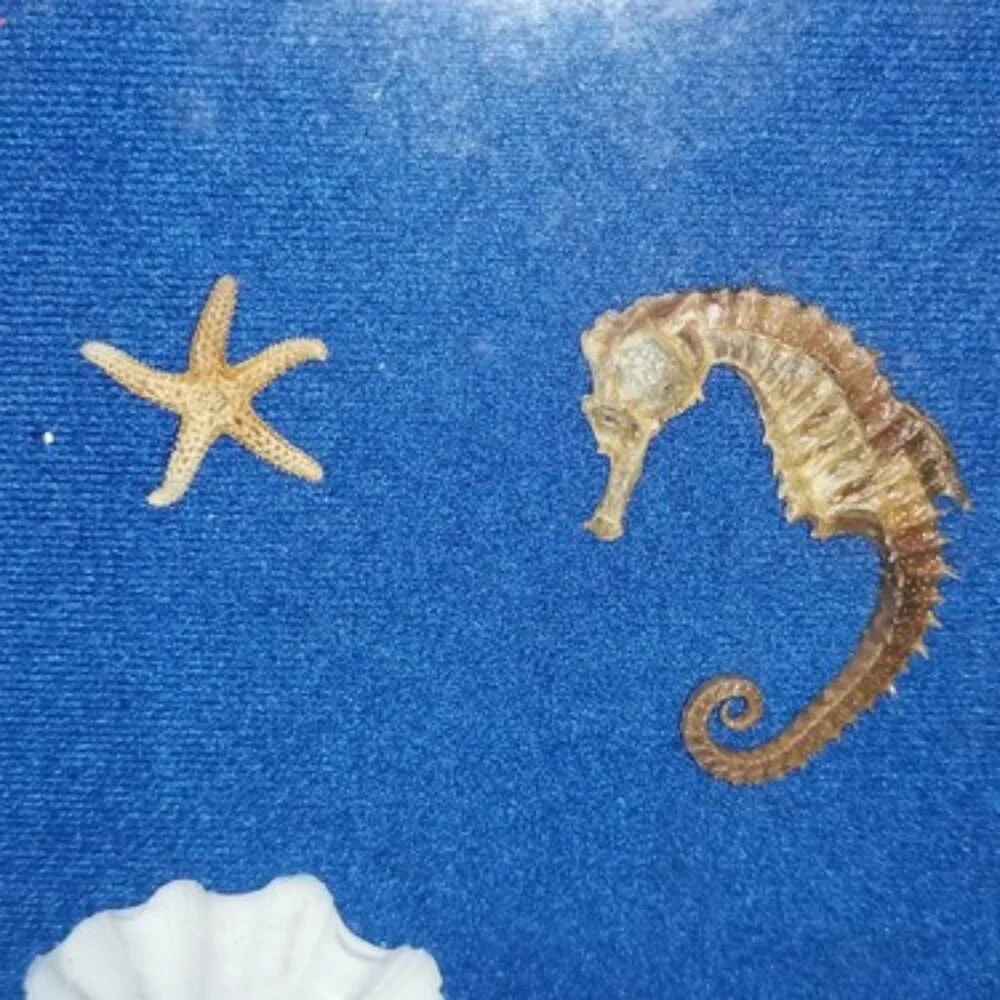 Vintage Shadow Box Nautical Mixed Seashell Seahorse Wall Art Work 8.5 x‎ 10.5 in